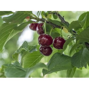 Čerešňa vtáčia (Prunus avium) ´TAMARA´ - stredne neskorá, výška 120-150 cm, voľnokorenná